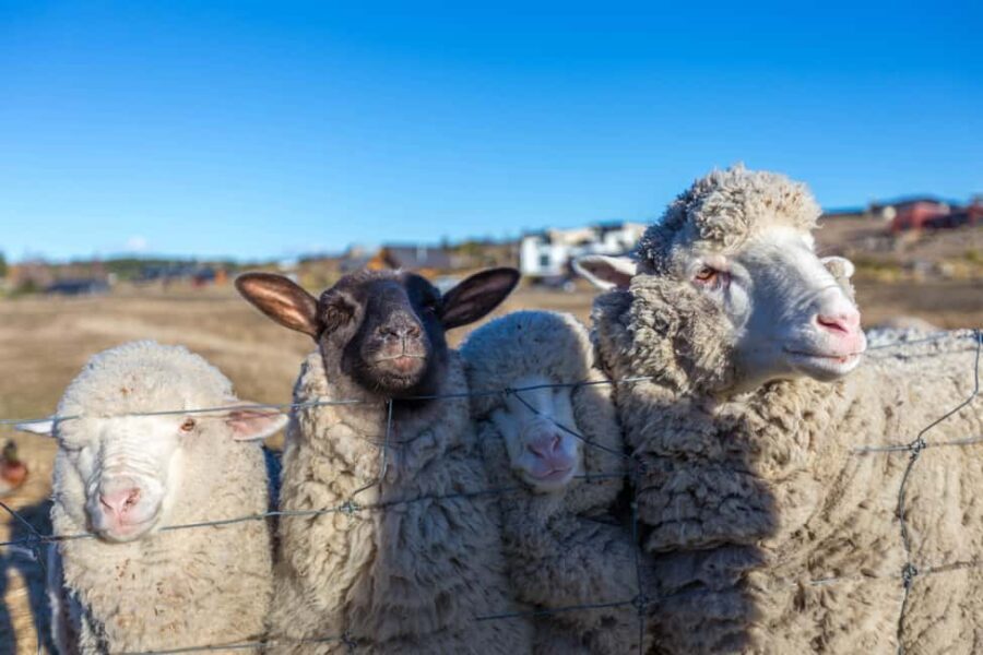 Lake Tekapo High Country Farm Tour (Carbon Positive) - Transportation, Group Size, and Value