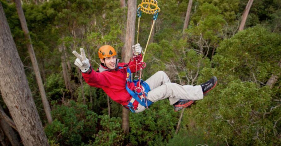 Launceston: Hollybank Forest Treetop Zip Lining with Guide - The Practical Details: Price, Duration, and Tips