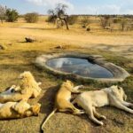 lion park: Safari Adventure - Exploring the Lion and Safari Park Experience