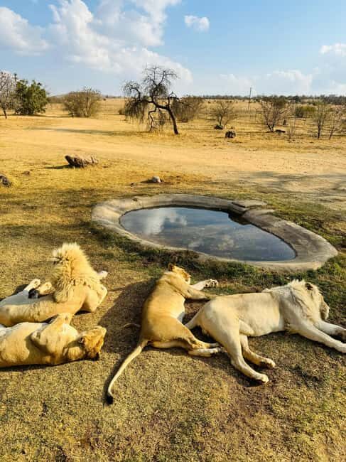 lion park: Safari Adventure - Exploring the Lion and Safari Park Experience