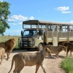 Lion Park Tour in Open Safari Vehicle - The Value of the Experience