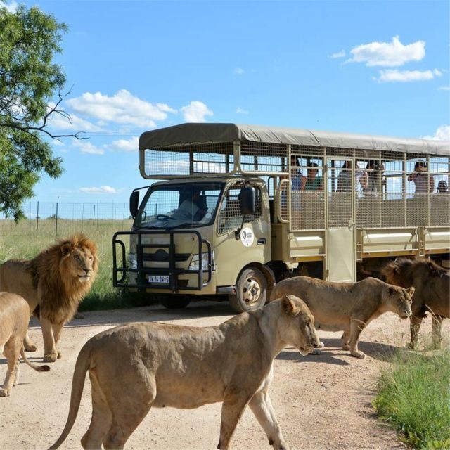 Lion Park Tour in Open Safari Vehicle - The Value of the Experience