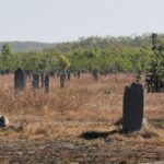 Litchfield National Park Day Tour & Berry Springs, Max 11 Guests - Final Thoughts: Who Is This Tour For?