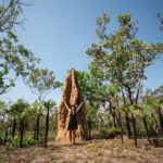 Litchfield National Park Tour with Wetlands or Crocodile Cruise - Overall Value and Practicalities