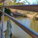 Litchfield Park & Jumping Crocodile Cruise - The Experience in Detail