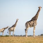 Little Brak River: Botlierskop Guided Game Drive - What Makes This Game Drive Special?