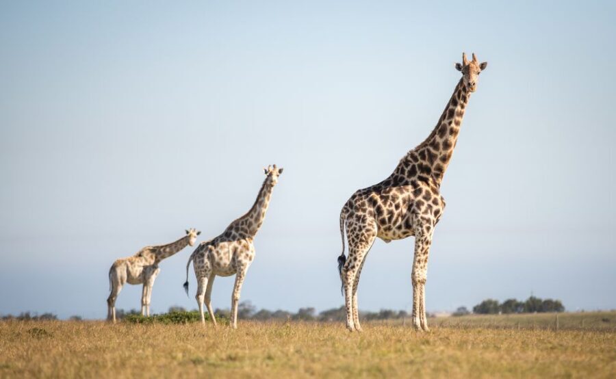 Little Brak River: Botlierskop Guided Game Drive - What Makes This Game Drive Special?