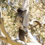 Little Koala Walking Tour - Final Thoughts: Who Will Love the Little Koala Walking Tour?