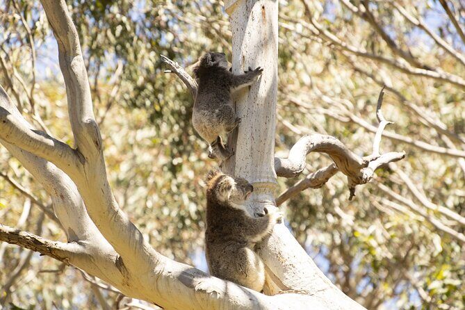 Little Koala Walking Tour - Final Thoughts: Who Will Love the Little Koala Walking Tour?