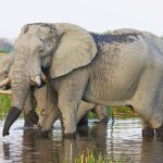 Livingstone: Game Drive and White Rhino Walking Safari - Practical Tips for Travelers