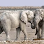 Livingstone: Game Drive and White Rhino Walking Safari - Who Should Consider This Tour?