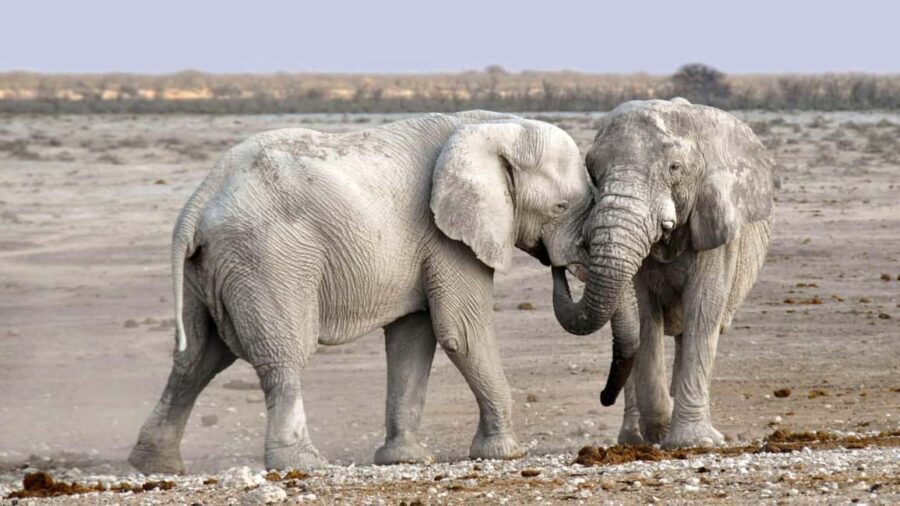 Livingstone: Game Drive and White Rhino Walking Safari - Who Should Consider This Tour?