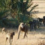 Livingstone: Game Drive & Cultural Tour - The Itinerary Breakdown