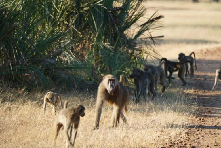 Livingstone: Game Drive & Cultural Tour - The Itinerary Breakdown