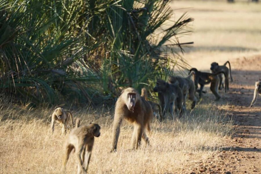 Livingstone: Game Drive & Cultural Tour - The Itinerary Breakdown