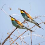 Livingstone: Lochinvar National Park Birdwatching Adventure - Day 1: Exploring Zambia’s Colonial Roots and Cultural Heritage