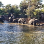 LIVINGSTONE ZAMBIA:SAFARI GAME DRIVE & RHINO WALK - What to Expect from Your Safari Experience