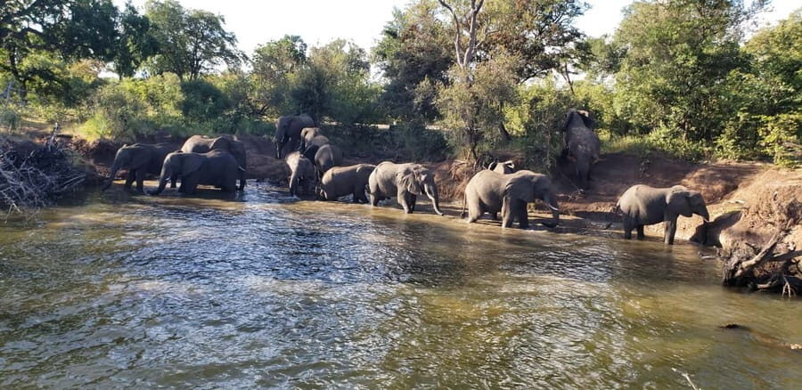 LIVINGSTONE ZAMBIA:SAFARI GAME DRIVE & RHINO WALK - What to Expect from Your Safari Experience