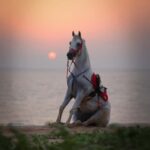 Liwa: Traditional Desert Camel Ride Adventure - What To Expect During Your Ride