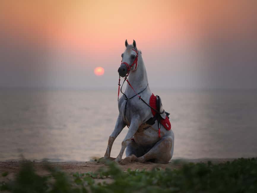 Liwa: Traditional Desert Camel Ride Adventure - What To Expect During Your Ride
