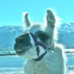 Llama Trek (Half-day) - Kaikoura Bay, Beaches & Seal Colony - What Makes the Guide and Experience Stand Out?