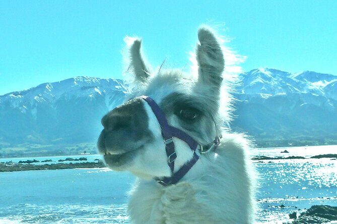 Llama Trek (Half-day) - Kaikoura Bay, Beaches & Seal Colony - What Makes the Guide and Experience Stand Out?