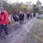 Llama Trek (Taster) - Kowhai River Valley and Native Woodland Tour - Practical Considerations