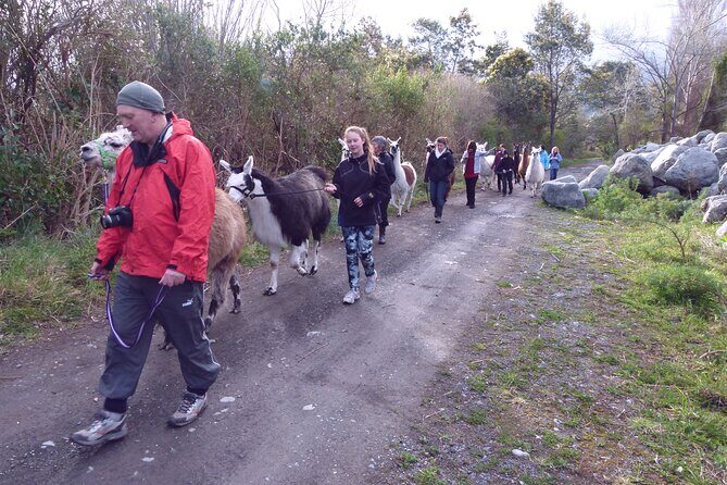 Llama Trek (Taster) - Kowhai River Valley and Native Woodland Tour - Practical Considerations