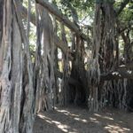 Lone Pine and Brisbane City Highlights - What to Expect: Practical Details