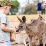 Lone Pine Koala Sanctuary Day Pass - The Value for Money