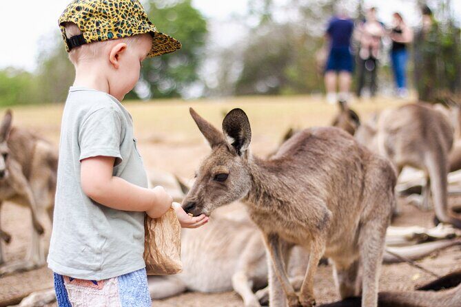 Lone Pine Koala Sanctuary Day Pass - The Value for Money