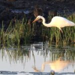 LookAbout Darwin Wetlands Wildlife Premium Tour Max 6 Guests - The Practical Side: Transportation, Timing, and Group Size