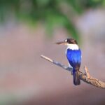 LookAbout Darwin, Wetlands & Wildlife Premium Tour - Max 6 Guests - The Experience in Action: What You Can Expect