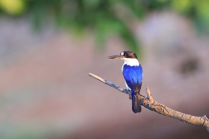 LookAbout Darwin, Wetlands & Wildlife Premium Tour - Max 6 Guests - The Experience in Action: What You Can Expect