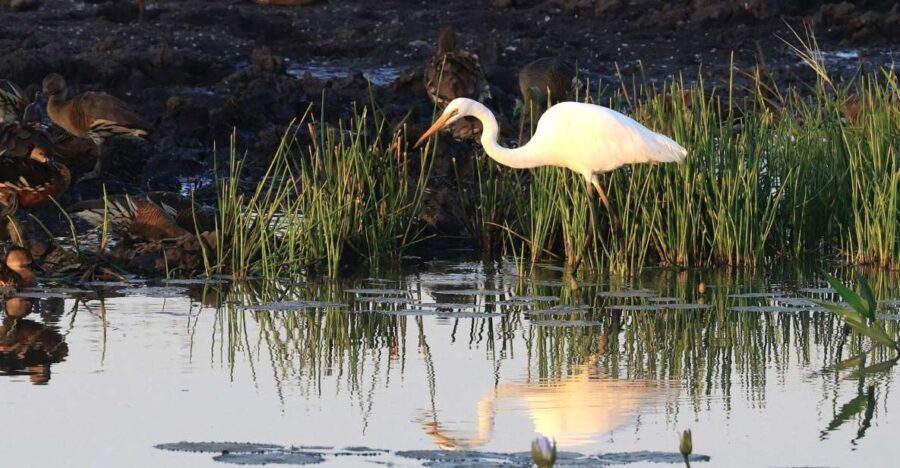 LookAbout Darwin Wetlands Wildlife Premium Tour Max 6 Guests - The Practical Side: Transportation, Timing, and Group Size