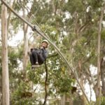 Lorne: Live Wire Park Ticket with Zip Line Rollercoaster - Practical Details and Tips for Visitors