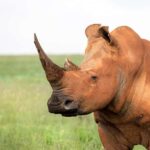 Luxury Kruger National Park: Safari & Panorama Route - Whats Included and What to Expect