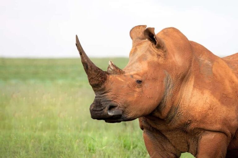 Luxury Kruger National Park: Safari & Panorama Route - Whats Included and What to Expect