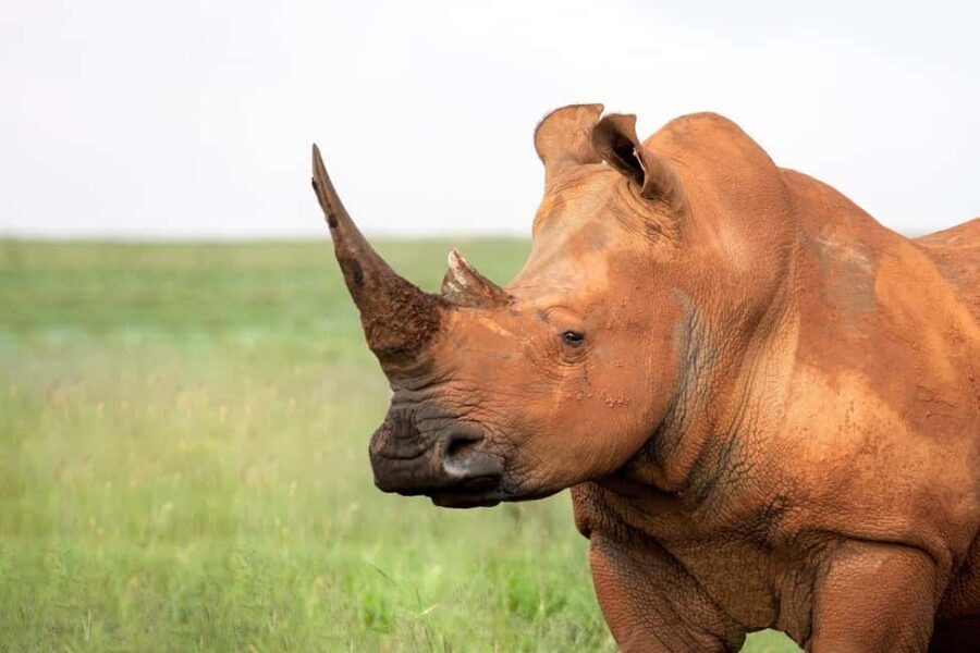 Luxury Kruger National Park: Safari & Panorama Route - Whats Included and What to Expect