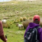 Lyttelton: Shore Excursion, Godley Head, Guided Walk - The Walk to Godley Head