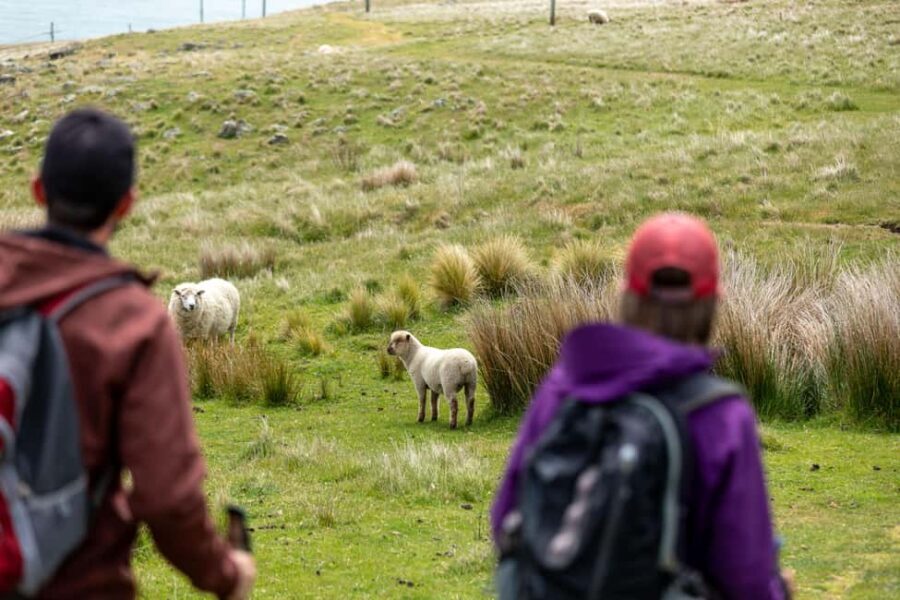 Lyttelton: Shore Excursion, Godley Head, Guided Walk - The Walk to Godley Head