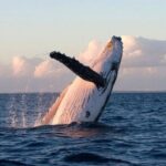 Lyttleton Port Excursion Day Tour 3 options for Cruise travelers - What to Expect from the Itinerary