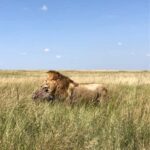 Maasai Mara: 3-Day Camping Safari. AW - What’s Included and What to Consider
