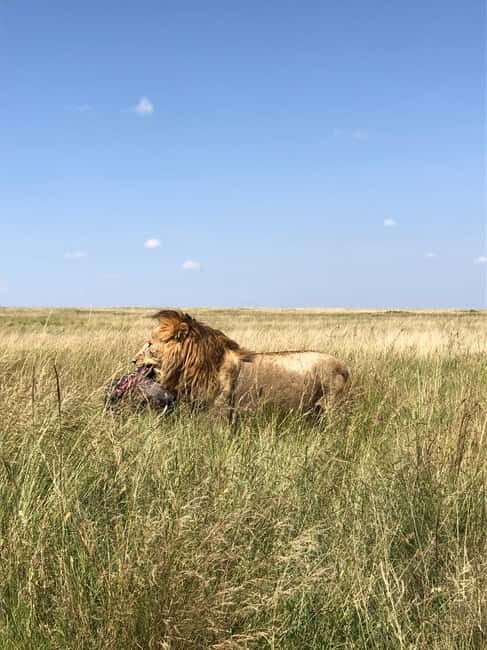 Maasai Mara: 3-Day Camping Safari. AW - What’s Included and What to Consider
