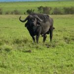 Maasai Mara Wildebeest Migration: 3 Day-Guided Safari - Who Should Consider This Safari?