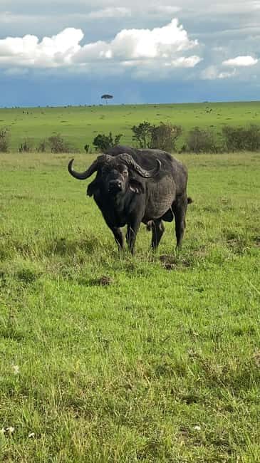 Maasai Mara Wildebeest Migration: 3 Day-Guided Safari - Who Should Consider This Safari?