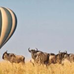 Maasai Mara: Wildebeest Migration 4-Day Safari - The Practicalities: What’s Included and What to Consider