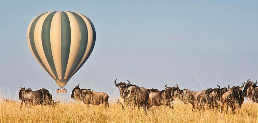 Maasai Mara: Wildebeest Migration 4-Day Safari - The Practicalities: What’s Included and What to Consider