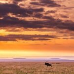 Maasai, Mikumi NP & Chizua Falls 3 Days From Dar es salaam - Wildlife & Nature