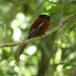 Madagascar: Customizable Tour with Car Rental Antananarivo - FAQs